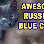 Russian Blue Cat Video