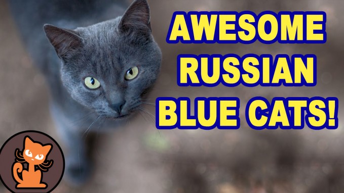 Russian Blue Cat Video